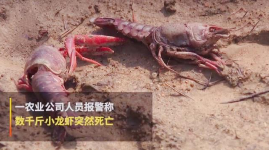 如何通過互聯(lián)網加強品牌管理-熊孩子毒死小龍蝦事件之我見